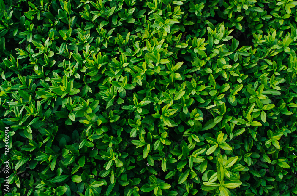 Obraz premium Nice fresh green bush leaves closeup texture background