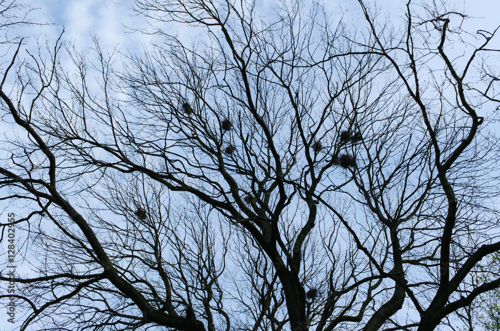 Trees with nests and no leaves on blue sky background. Trees with nests and no leaves on blue sky background.