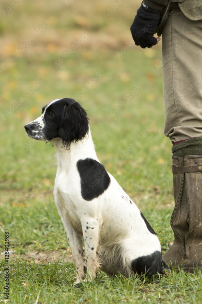 A day in the life of working dogs A day in the life of working dogs