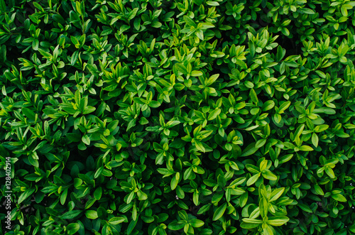 Nice fresh green bush leaves closeup texture background