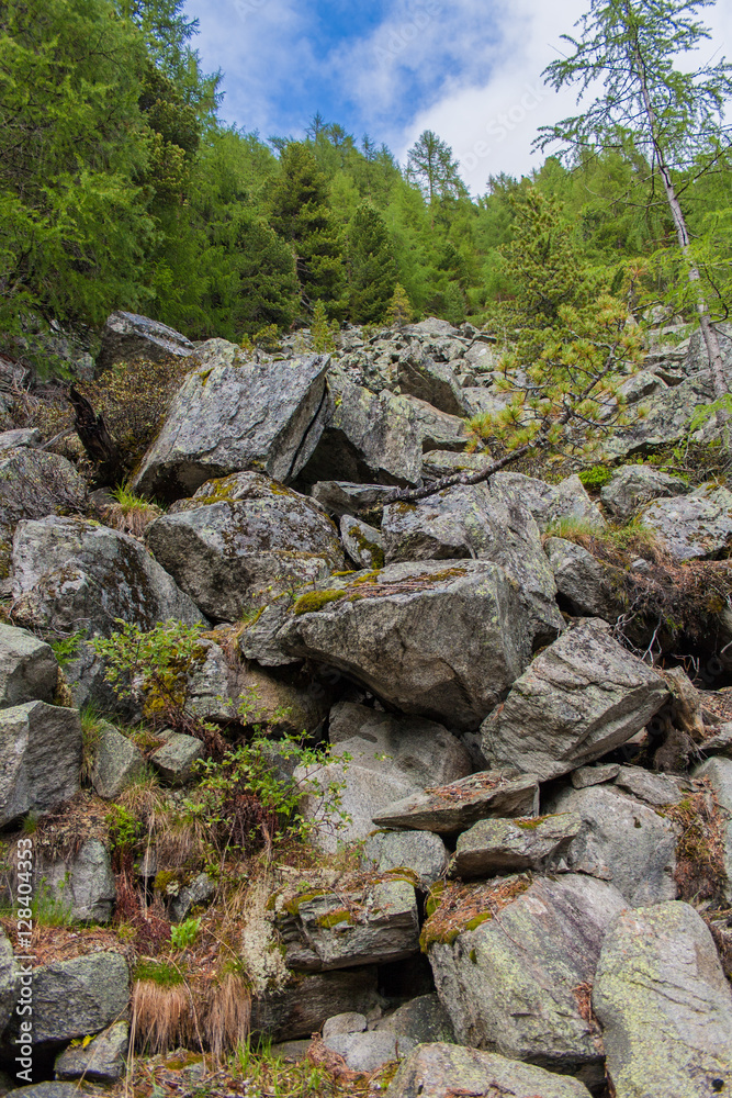 Fototapeta premium Rocks and trees on Italian Alps