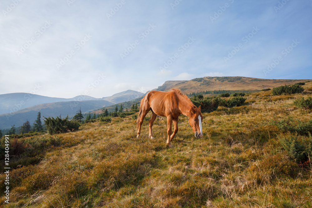 Red horse grazing in the meadow on a background of mountains. Ca