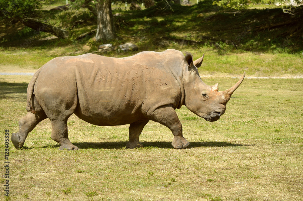 Rhinoceros Rhinoceros