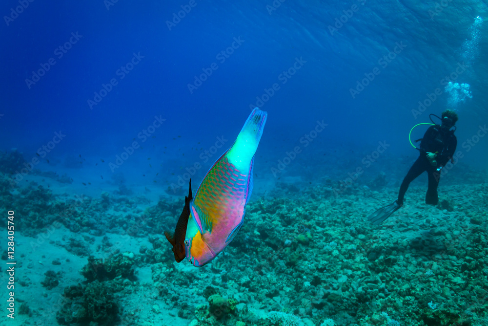 Fototapeta premium Diver on the reaf