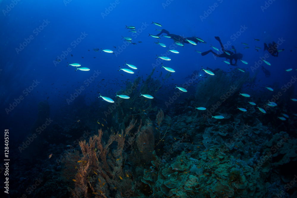 Fototapeta premium Nurkowie na rafie