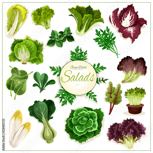 Salad greens, leafy vegetables vector poster