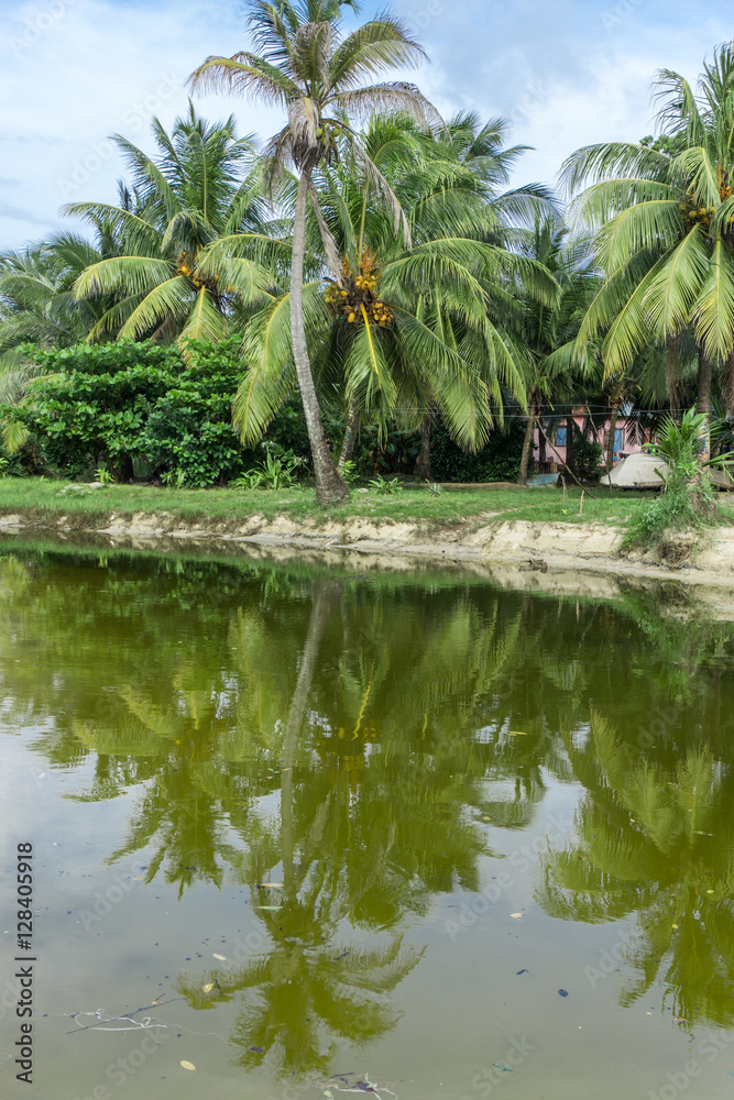 tropical palms with reflections on water tropical palms with reflections on water