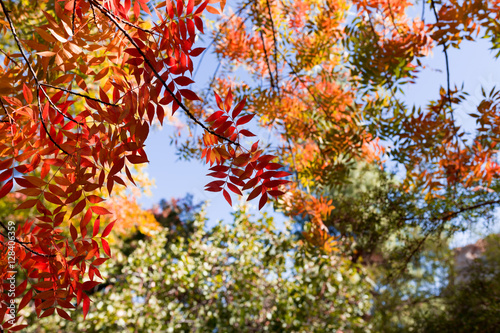 Fall colors