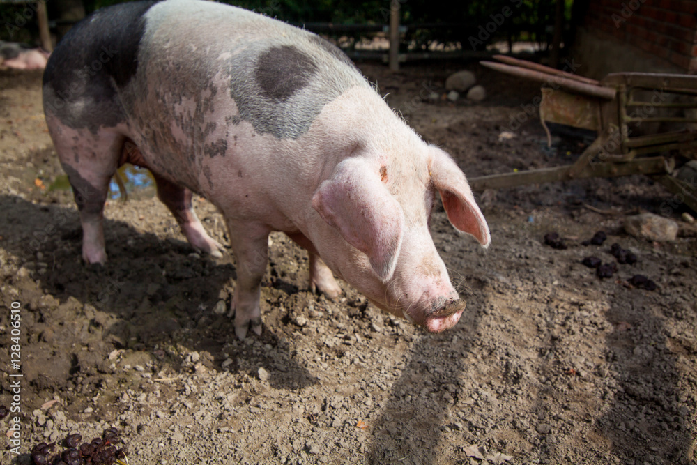 Domestic pig. Big pig. pig on a farm Domestic pig. Big pig. pig on a farm
