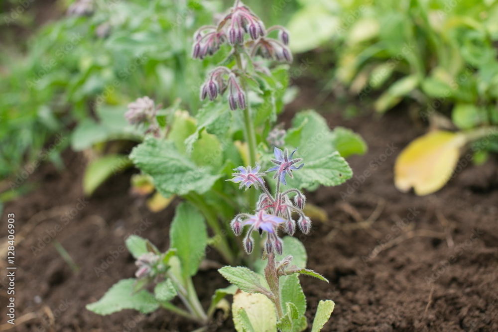 Borage growing on a farm Borage growing on a farm