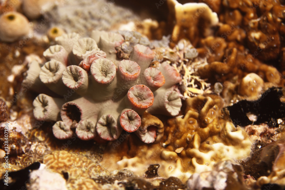 underwater world - coral detail