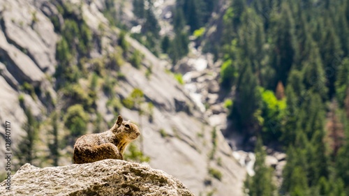 Squirrel on a Cliff