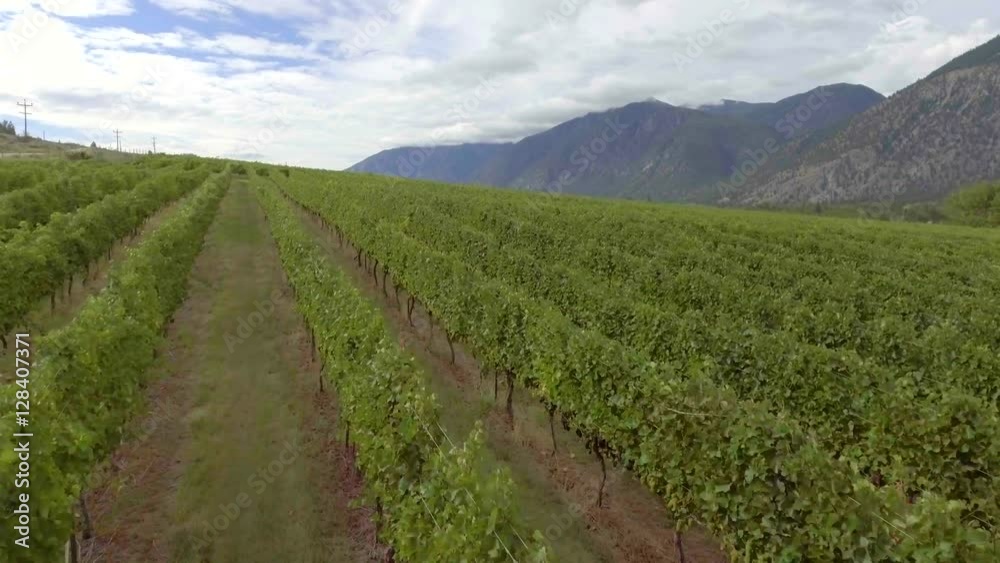 Aerial low level view closeup of a vineyard in the Okanagan Aerial low level view closeup of a vineyard in the Okanagan