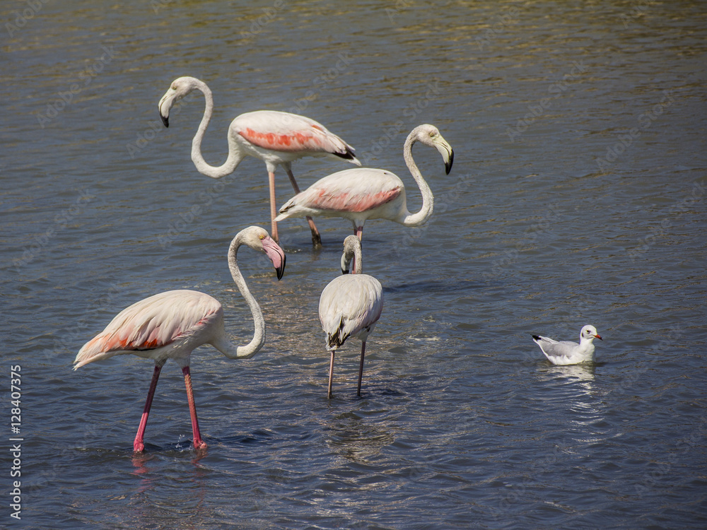 Obraz premium Flamingos #2