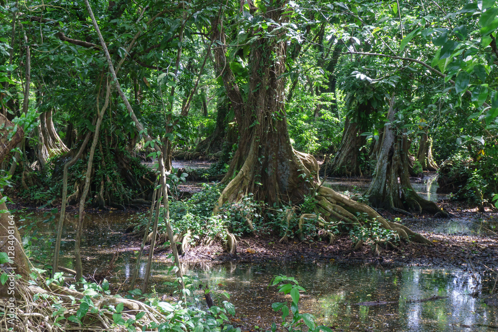 rainforest with big trees from tropical place rainforest with big trees from tropical place