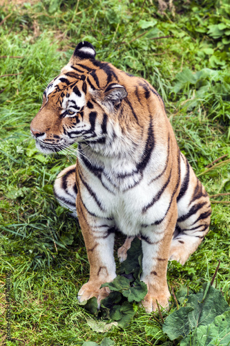Fototapeta Naklejka Na Ścianę i Meble -  Sitting tiger