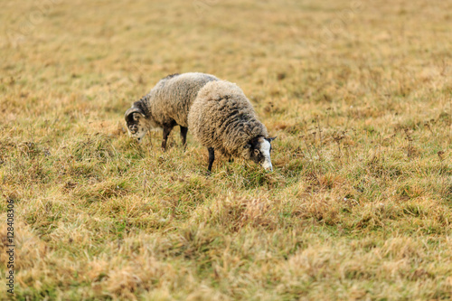 овцы пасутся на лугу осенью