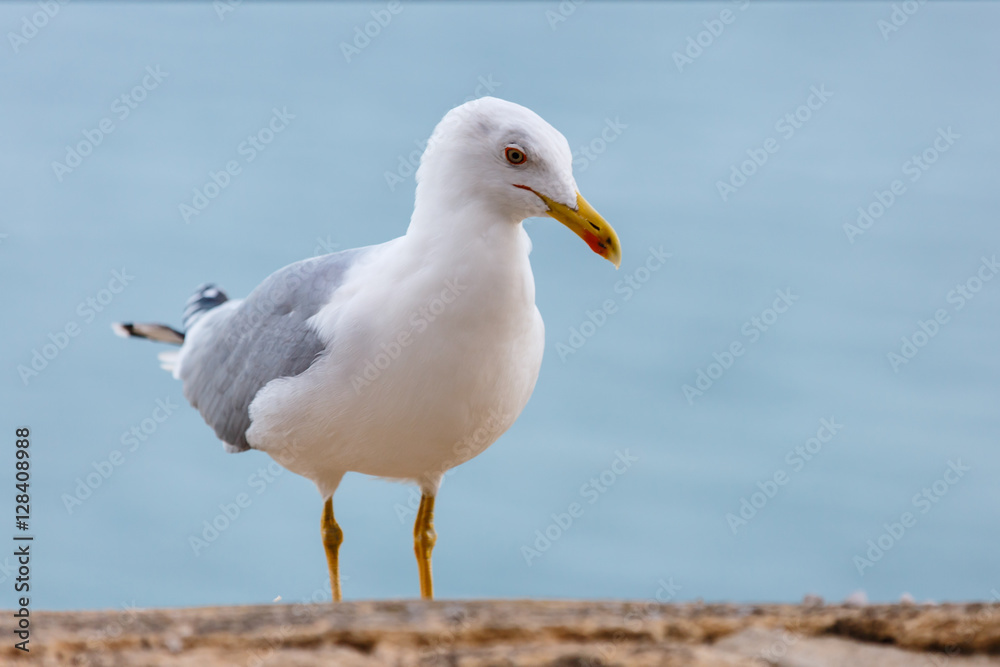 Seagull standing on the rocks against the sea Seagull standing on the rocks against the sea