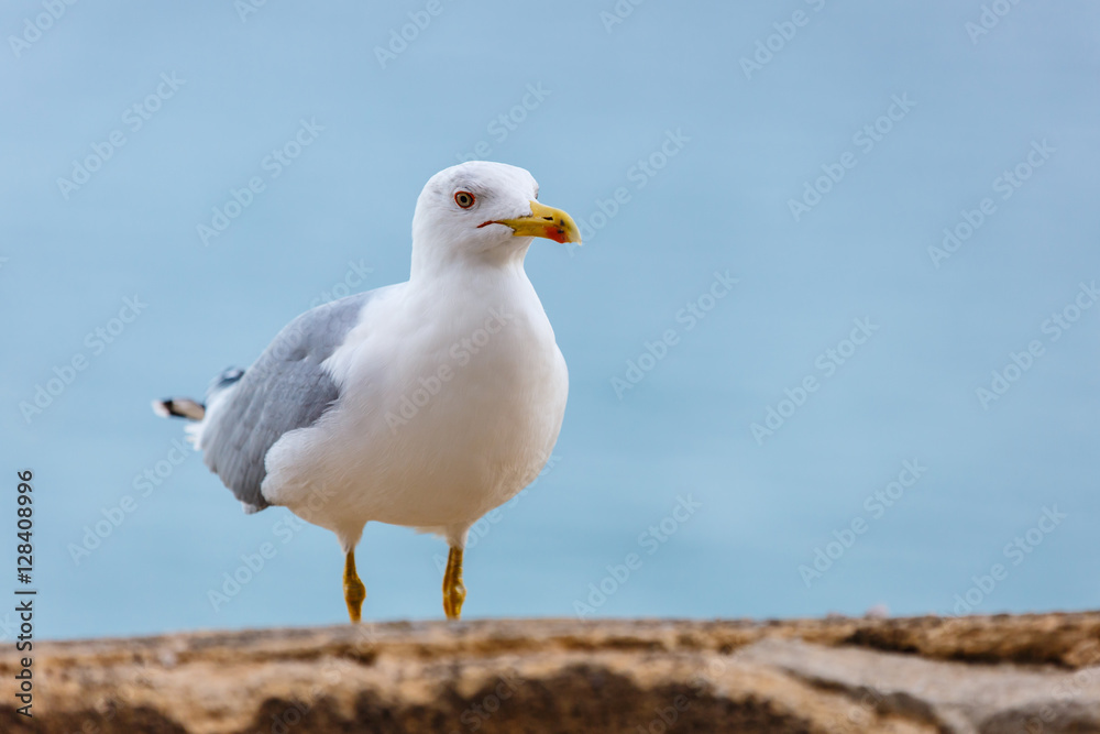 Seagull standing on the rocks against the sea