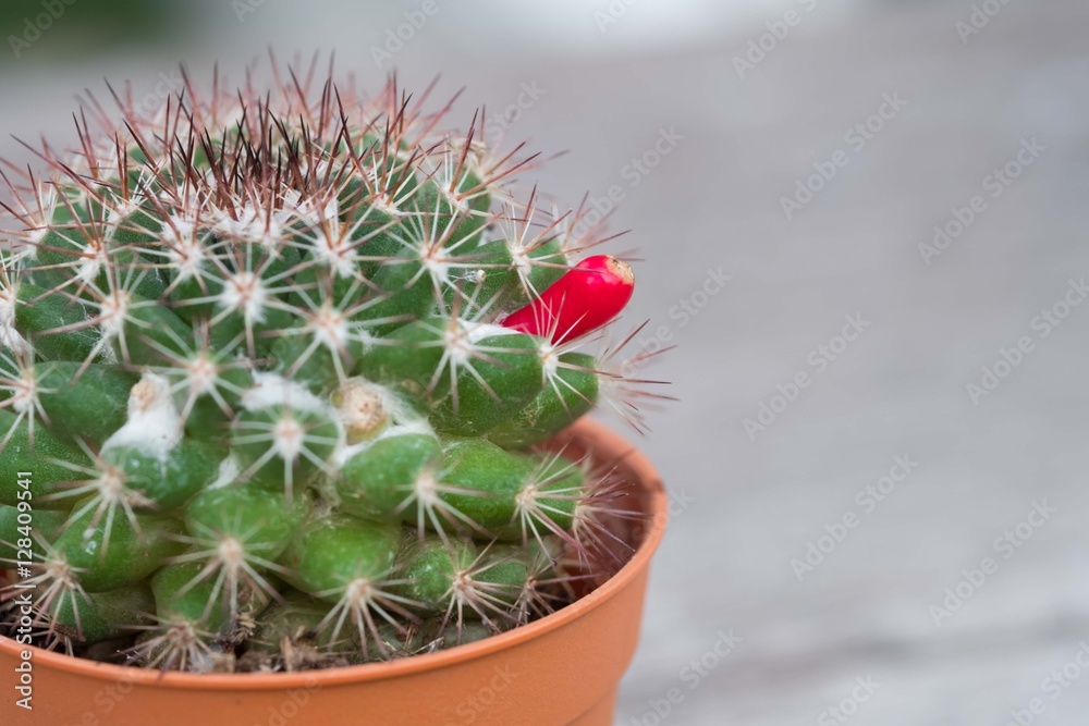 Cactus fruit with seed. Red fruit on mature cactus. Cactus fruit with seed. Red fruit on mature cactus.