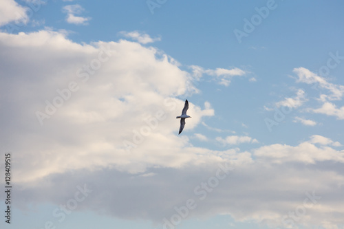Seagull flying on sky background with clouds
