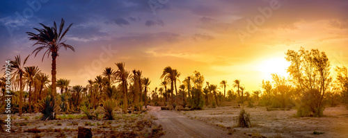 road in a palm grove at sunset
