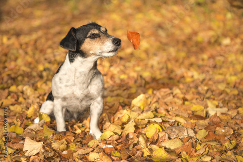 Funny dog sitting in autumn leaves - jack russell terrier 