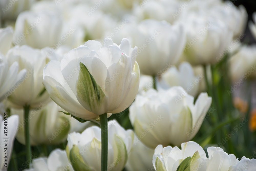 White tulip, Botanical Gardens of Balchik, Bulgaria