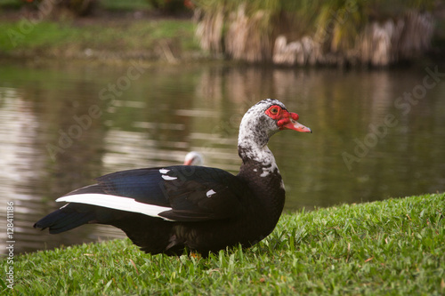 Muscovy duck close-up