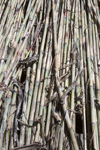 Stalks of sugar cane