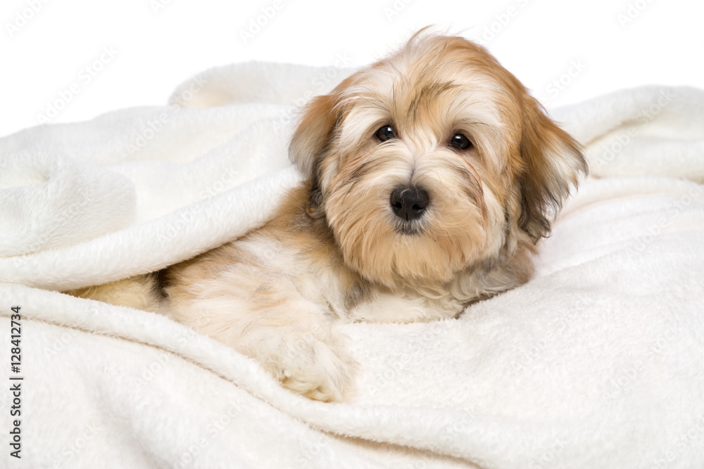Cute reddish Bichon Havanese puppy is lying on a white bedspread Cute reddish Bichon Havanese puppy is lying on a white bedspread