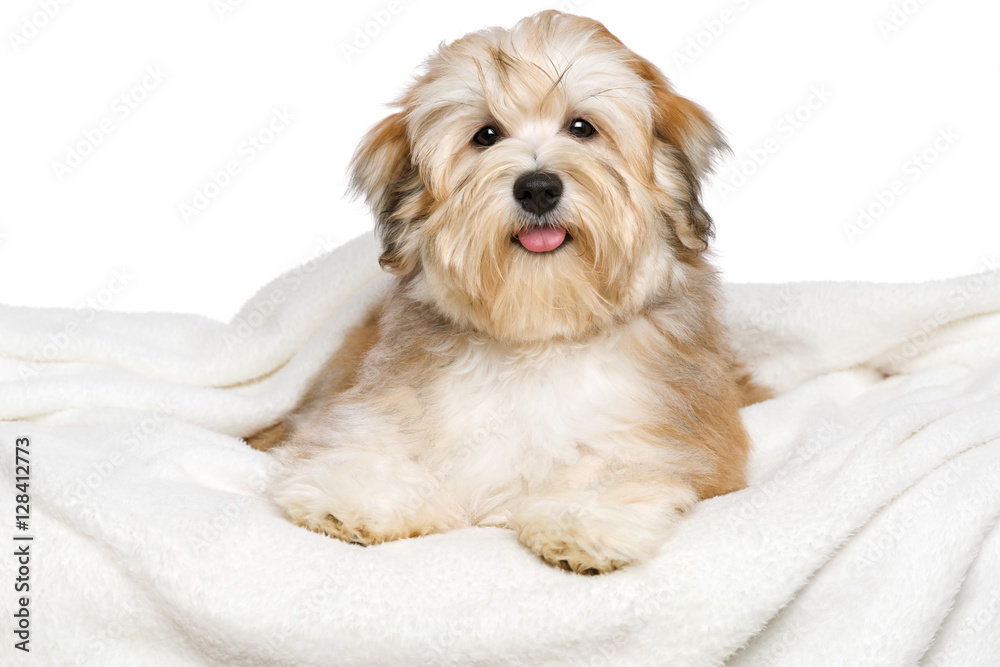 Happy reddish Bichon Havanese puppy is lying on a white bedspread Happy reddish Bichon Havanese puppy is lying on a white bedspread