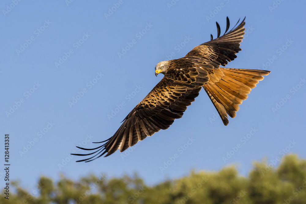 Obraz premium red kite, milvus milvus