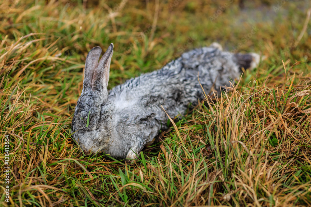 Obraz premium Мёртвый заяц на лугу