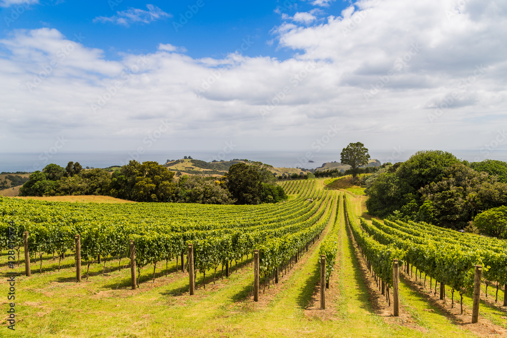 Vineyard on the hillside, Waiheke island in Hauraki Gulf, New Zealand
