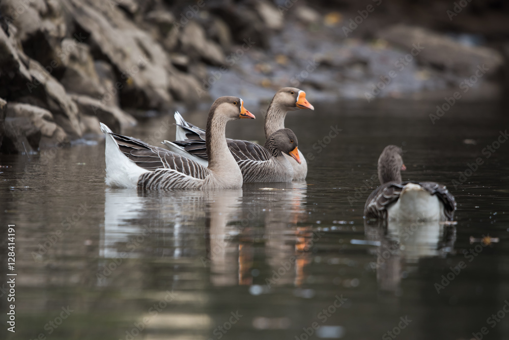 Domestic Goose, Cross Goose, Swan Goose and Greylag Goose hybrid Domestic Goose, Cross Goose, Swan Goose and Greylag Goose hybrid