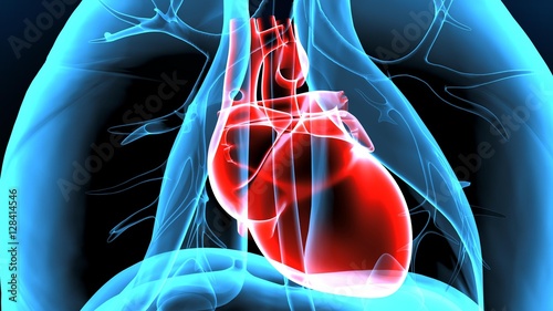 Foto 3d illustration human body heart