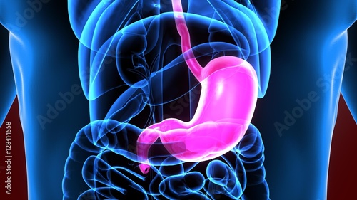 3d illustration human body stomach photo