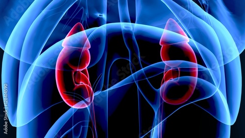  3d illustration human body Kidneys

