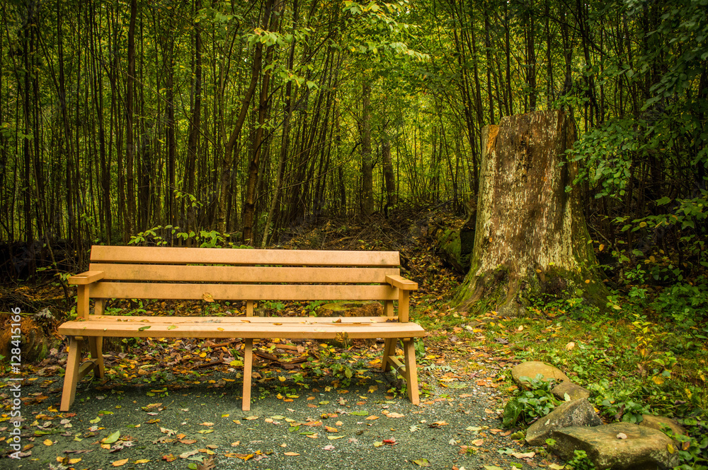 Bench in the Fall