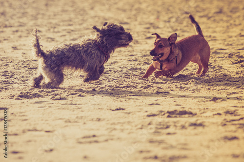 Canvas Print Two mongrel dogs playing together on beach