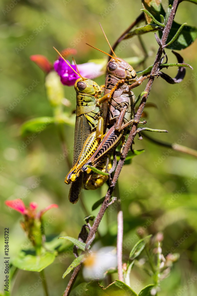 Bright green grasshoppers are found in the grasslands of Mexico. Bright green grasshoppers are found in the grasslands of Mexico.