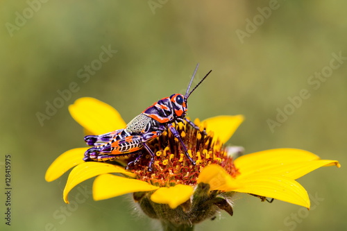 he bicolor grasshopper, also known as the rainbow grasshopper, painted grasshopper, or the barber pole grasshopper, is a species of grasshopper. It is native to North America and northern Mexico.