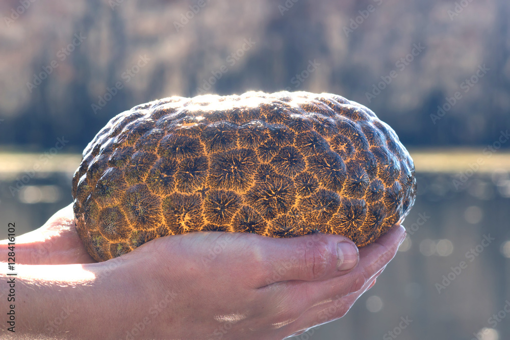 Pectinatella magnifica, Magnificent Bryozoan in hand. Caddo Lak Stock