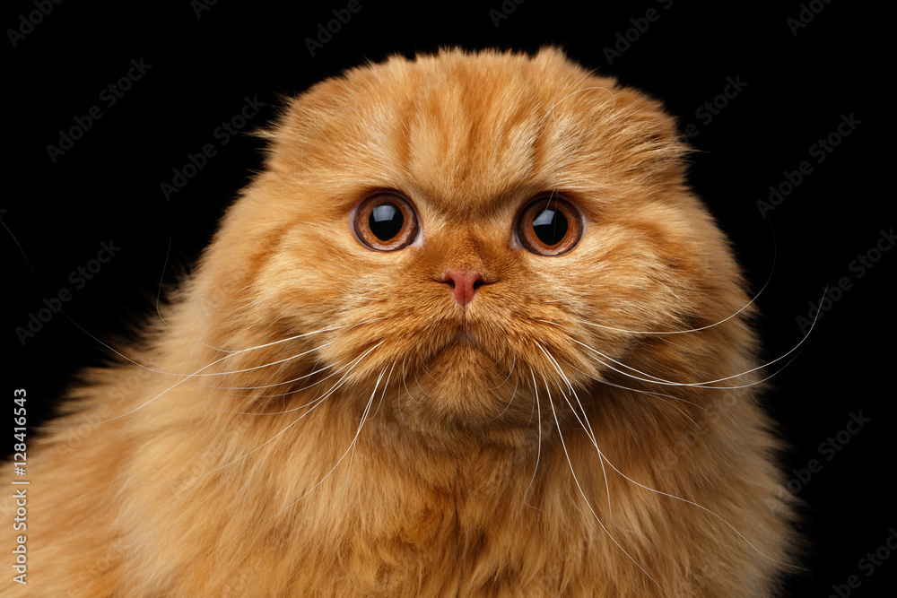 Close-up portrait of Furry red scottish fold highland breed Cat surprise stare in camera on isolated black background
