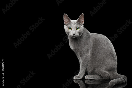 Obraz na plátně Russian blue cat with amazing green eyes and gray silver fur sitting and looking