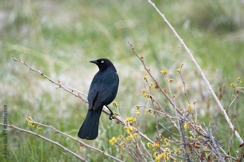 Obraz premium A Brewer's Blackbird Perched on a Bush