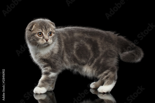 Canvas Print cute little kitty scottish fold breed with tabby on body standing on isolated bl