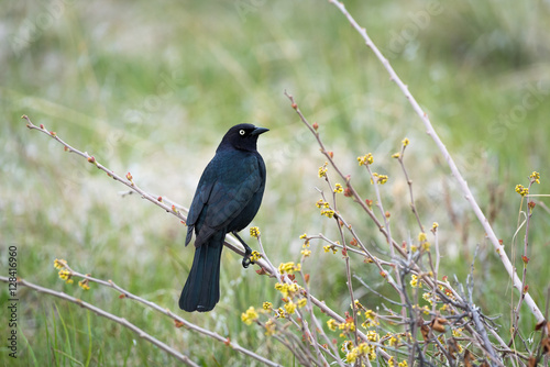 A Brewer's Blackbird Perched on a Bush photo
