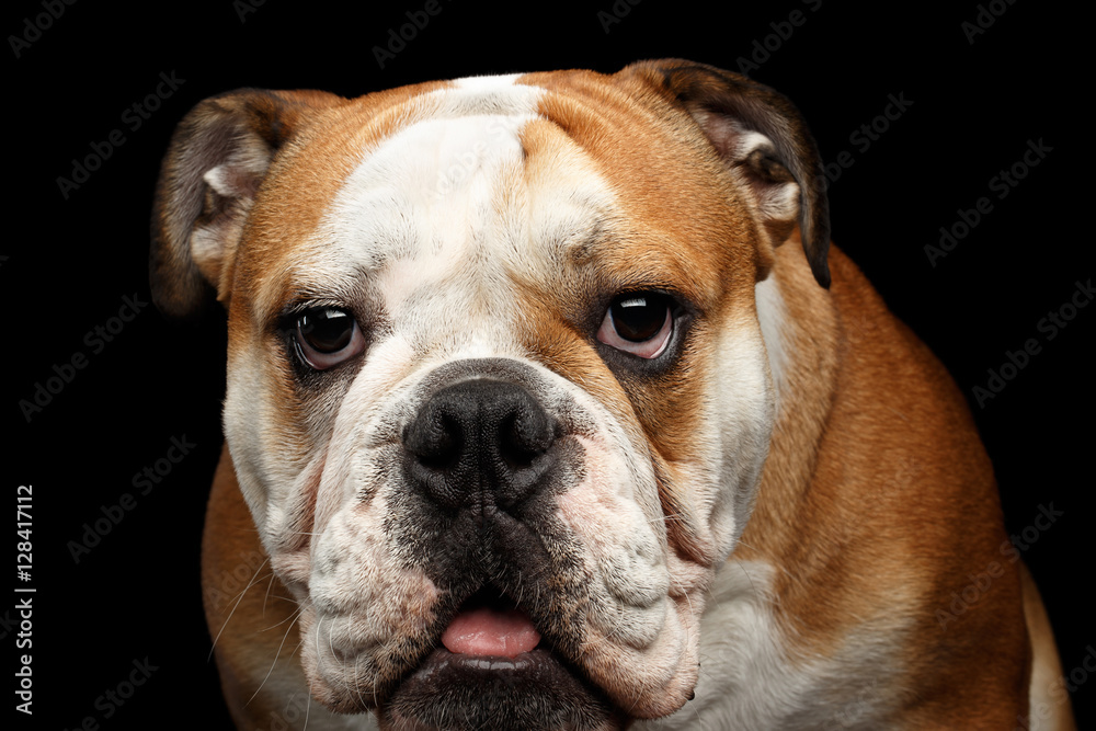 Close-up portrait of dog british bulldog breed, white and red color gazing on isolated black background